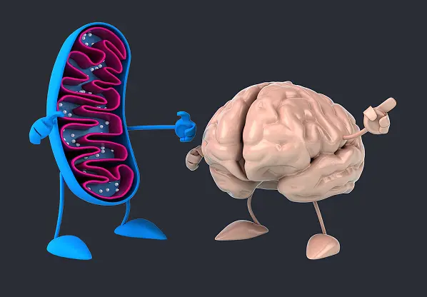 Для мозга и кишечника полезно лишь нерафинированное оливковое масло