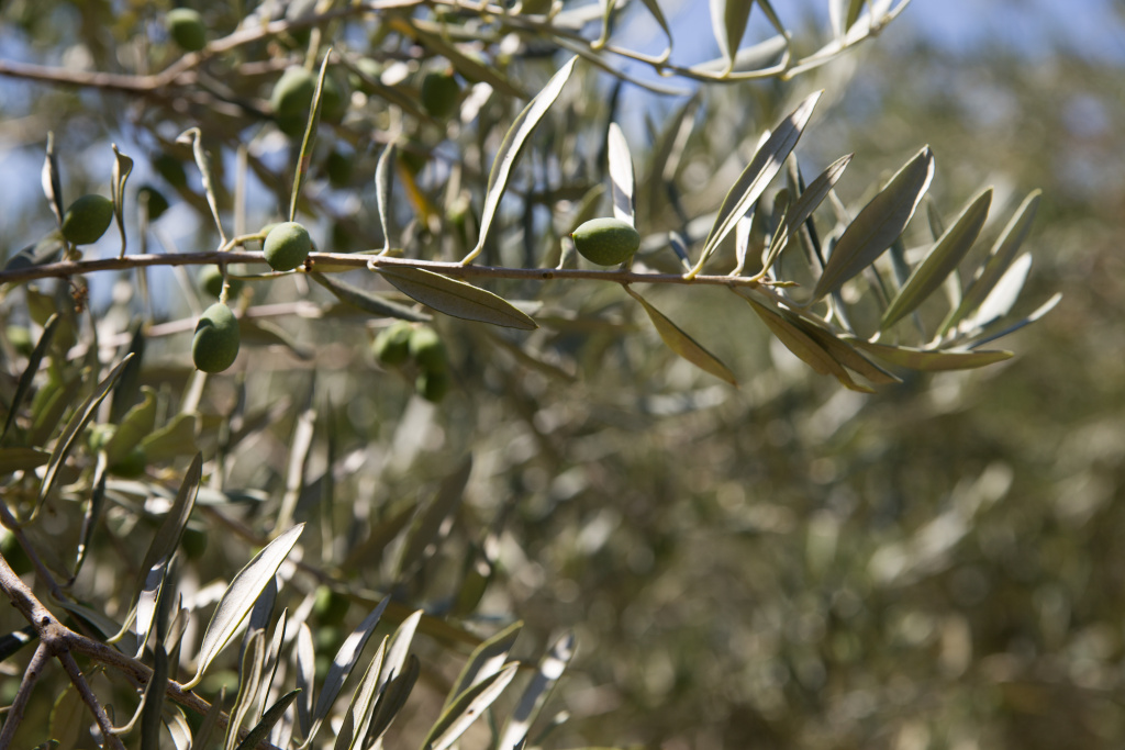 olive-trees.jpg